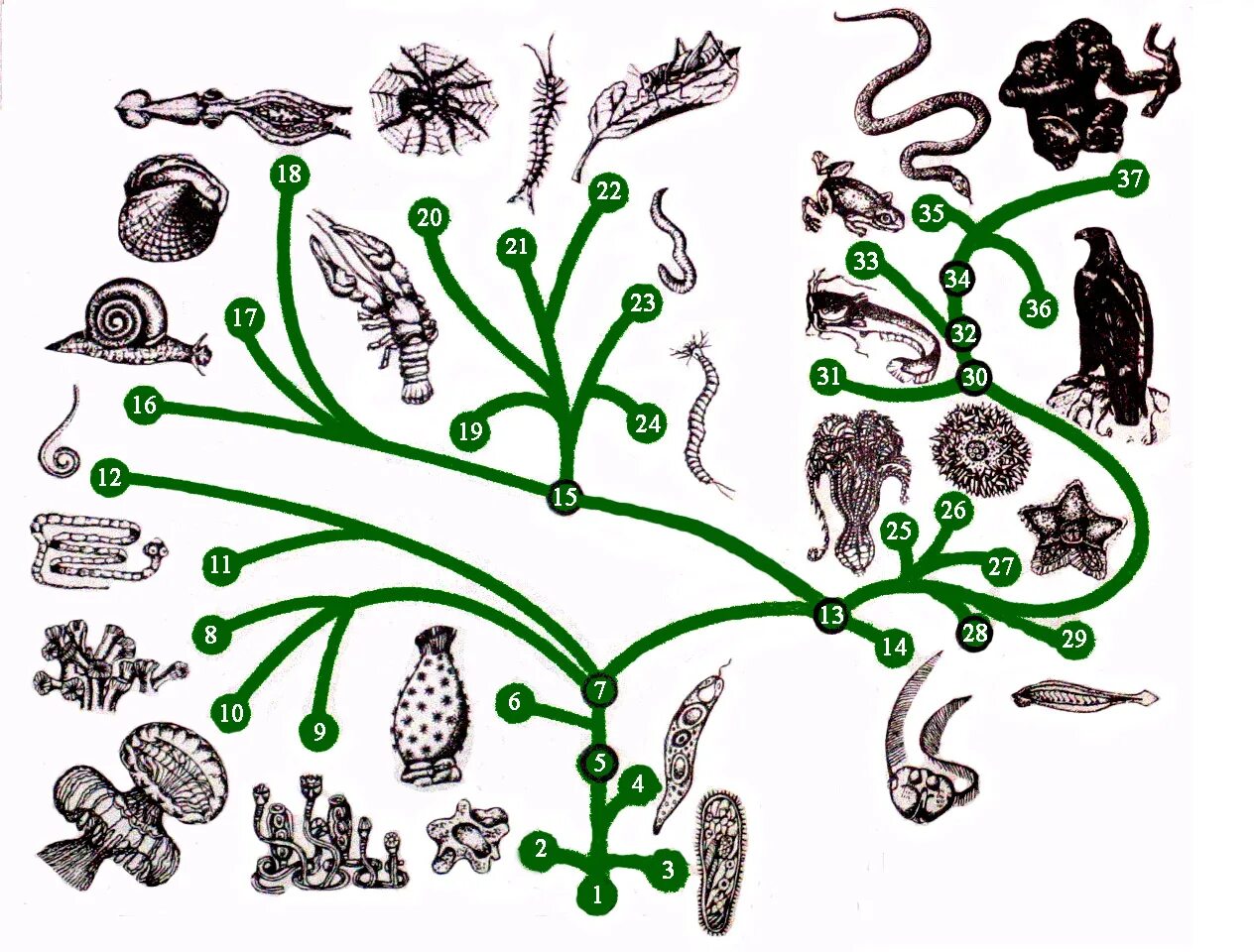 Растительное происхождение биологическая. Эволюционное Древо живой природы. Эволюционное Древо Дарвина. Эволюционное Древо жизни биология.