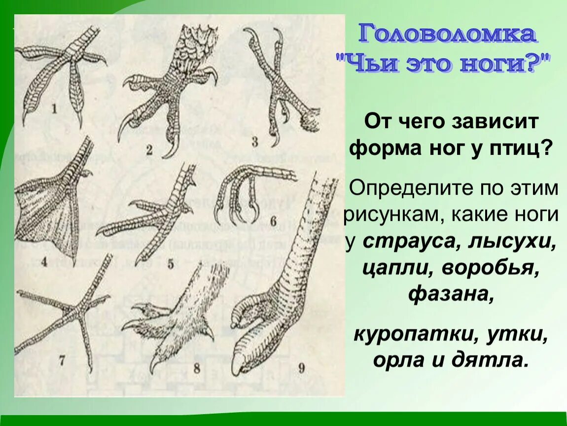 Рассмотрите задние конечности птиц большинство костей стопы. Ноги птиц. Головоломка чьибэто ноги. Чьи это ноги. Ноги птиц их названия.