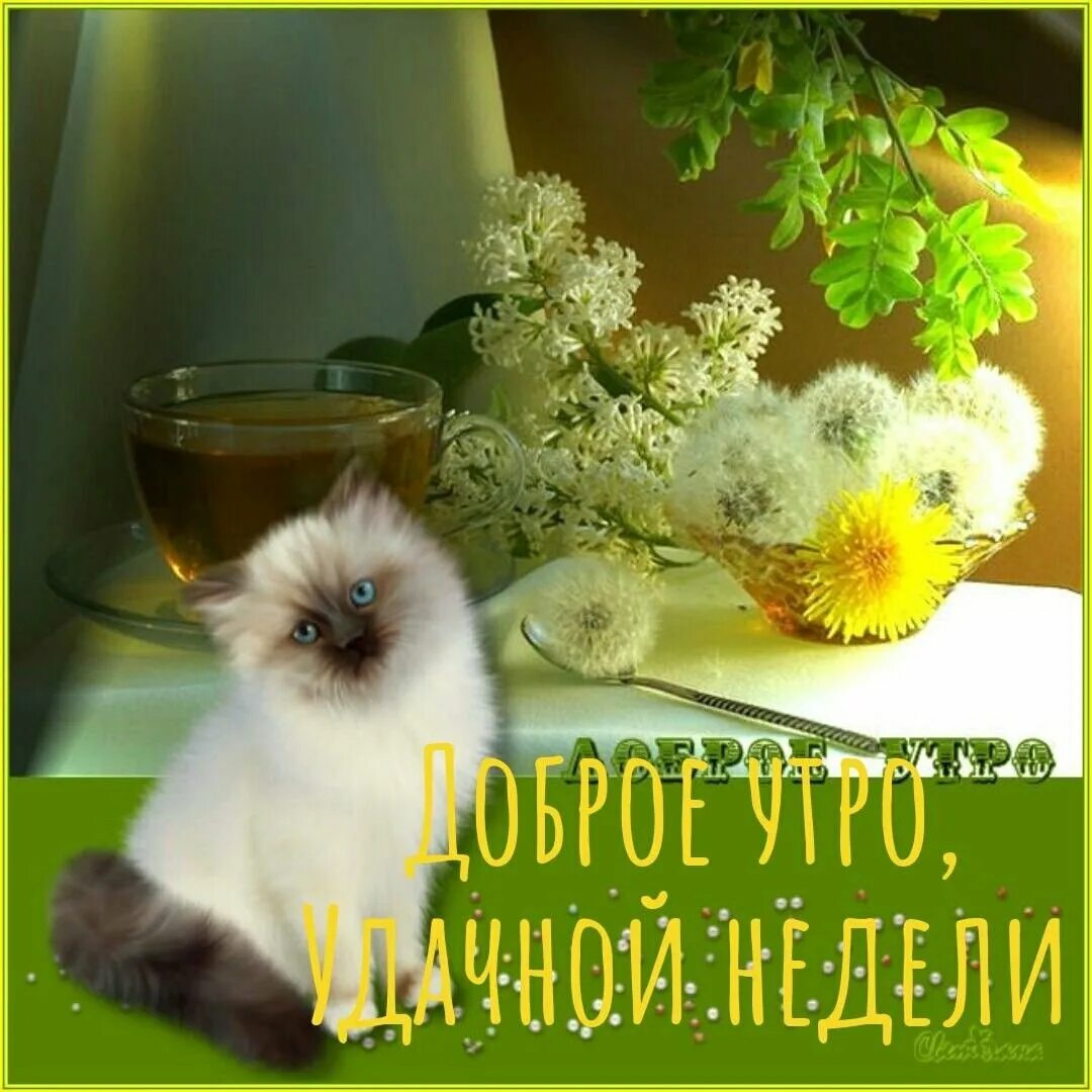 Открытка с добрым утром с животными красивыми. Открытки с добрым. открытки с добрым утром. красивые пожелания с добрым утром. пожелания доброго дня с животными.