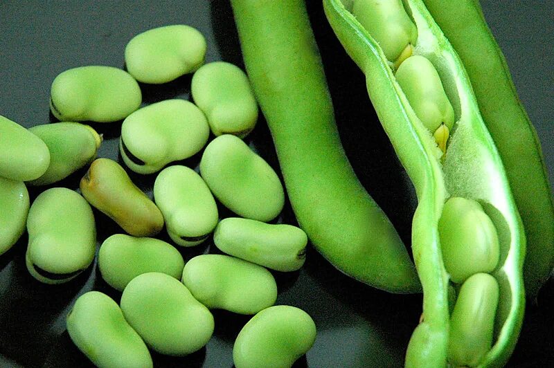 18 бобы. Бобы (vicia faba).. фасоль фава. бобы семена фава. бобы (фасоль фава).
