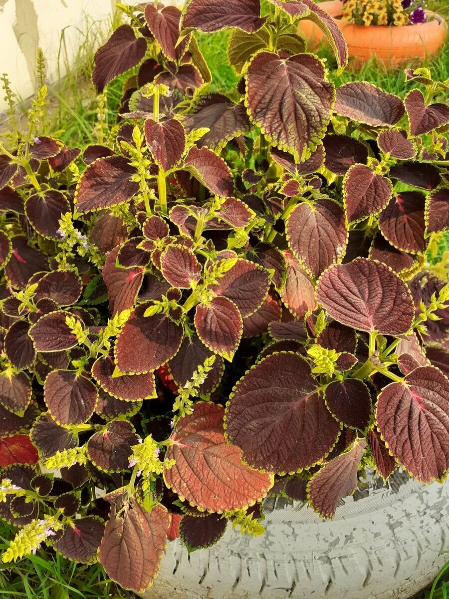 Колеус в огороде. Колеус ренельта coleus rehneltianus. колеус coleus juliet quartermain. колеус lime delight. колеус везувий.