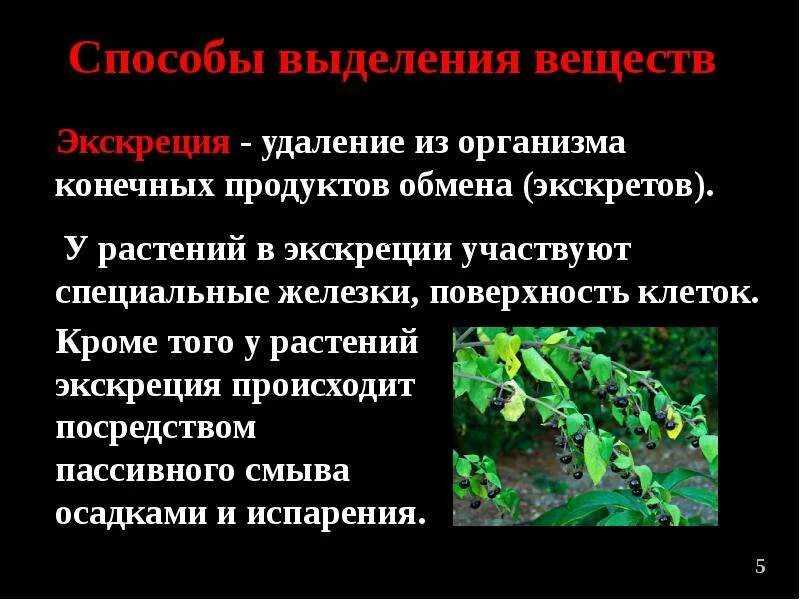 Выделение биология 6 класс кратко. Выделение у растений и животных. Выделение у растений 6 класс. Процесс выделения у растений. Органы выделения у растений.