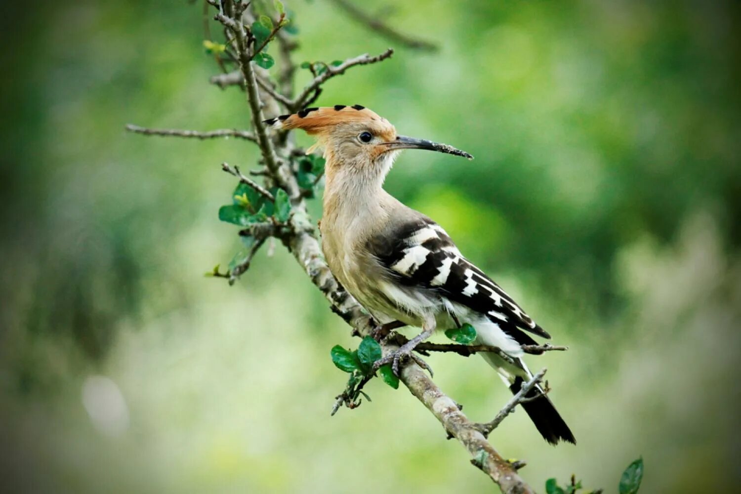 Национальная птица бельгии 9 букв. Евразийский Удод. Древесные удоды. Птицы национального парка.