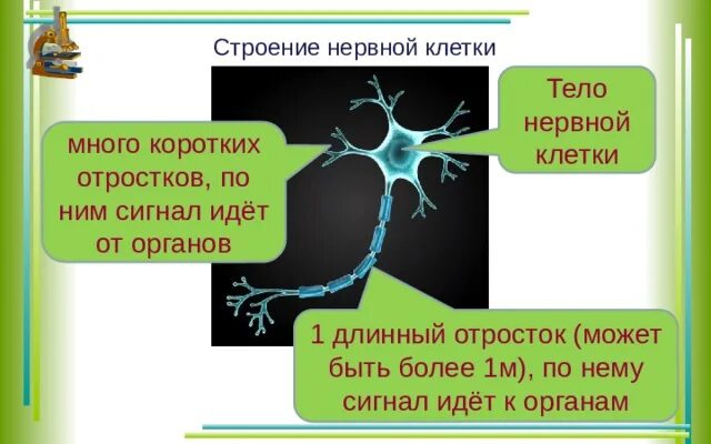 Нервная клетка сканворд