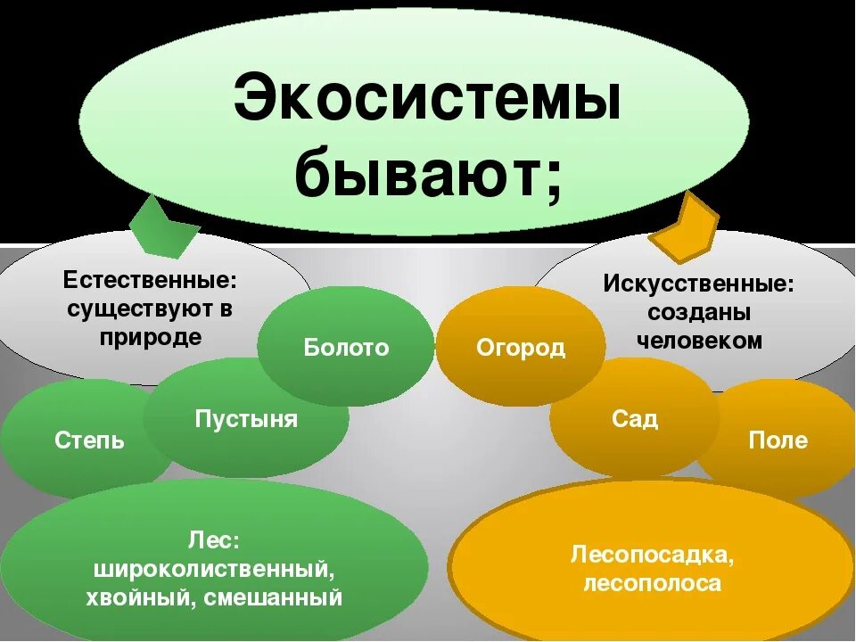 Экосистема. Примеры экосистем. Природные экосистемы. Виды экосистем.