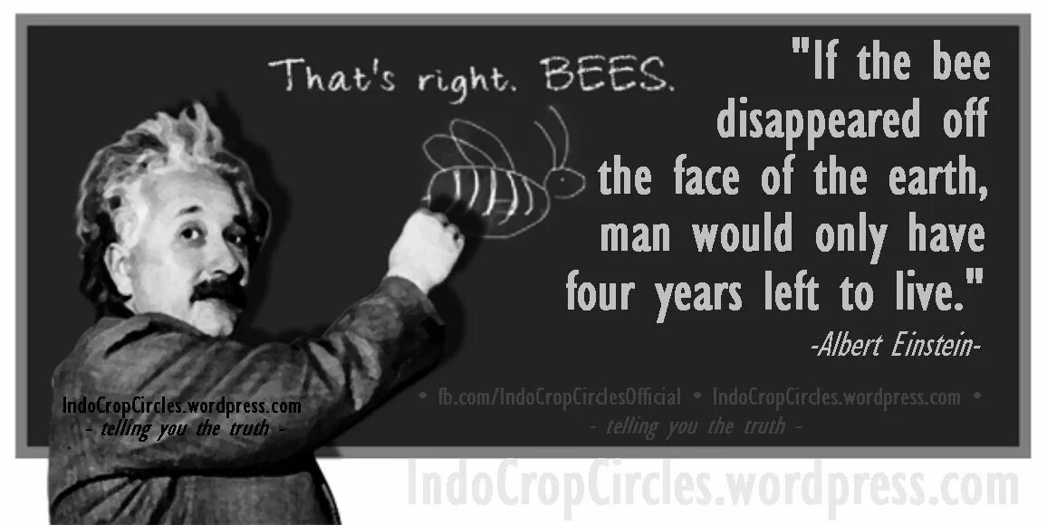Фраза Эйнштейна про пчел. Высказывание Эйнштейна о пчелах. Эйнштейн о пчелах цитата.