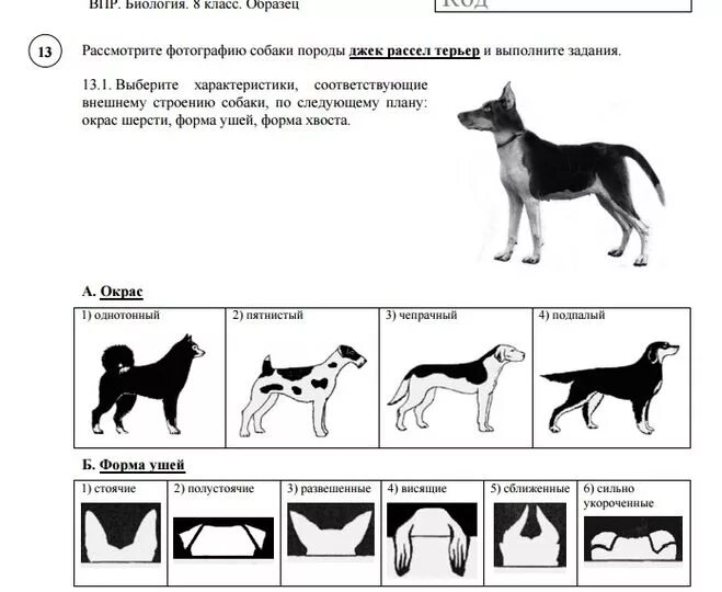 Впр тест 9 класс. ВПР биология. ВПР по биологии 8 класс 2020. ВПР биология 8 класс. Ответы биология ВПР.