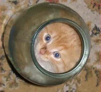 Кот на бочке
