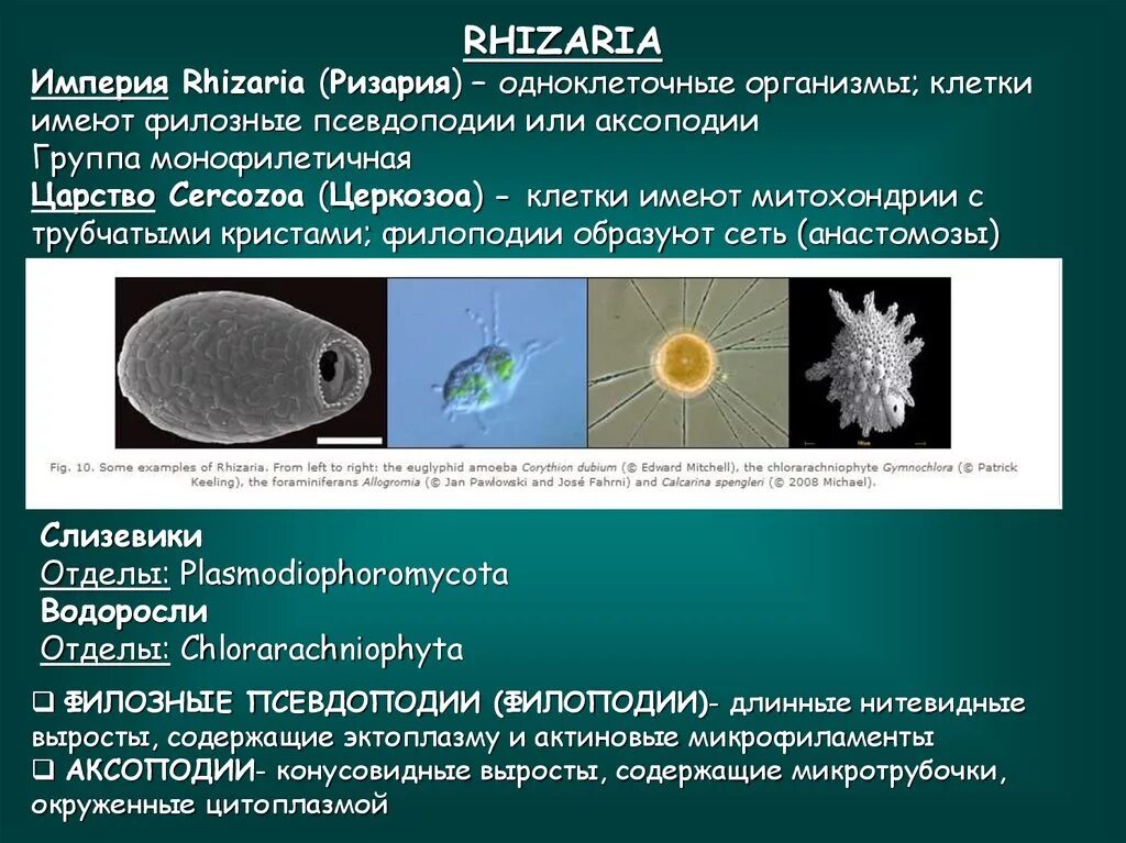 Образует псевдоподии. Ризария. ризарии представители. систематика rhizaria. псевдоподии филлоподии.