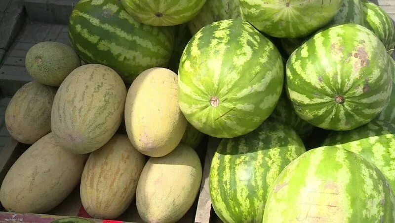 арбуз на грядке. желтый арбуз краснодарский край. астраханец арбуз сорт. арбуз в огороде. в каком месяце арбузы.