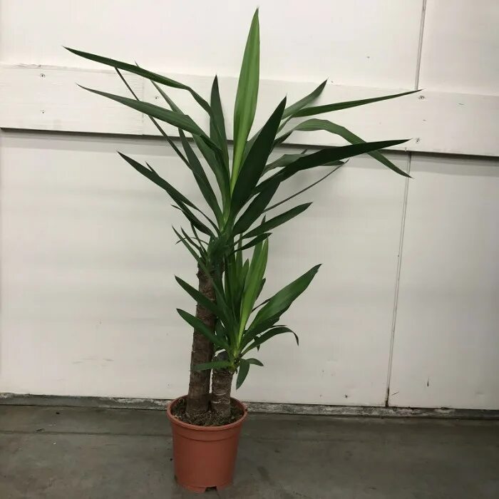 Юкка значение. Юкка 2 ствола. пальма юкка - yucca d28 h160. пальма юкка - yucca d28 h150. юкка 3 ствола (170).