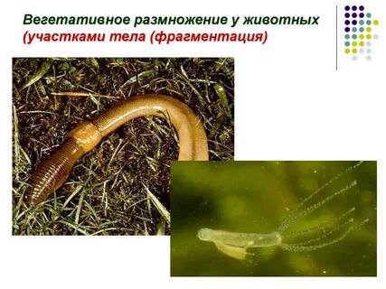 Размножение животных искусственно