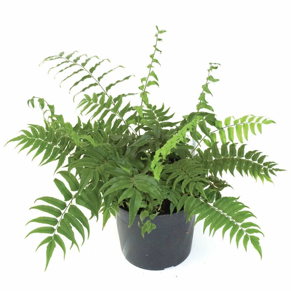 Иван купала папоротник. Цветет ли папоротник. Как называется цветок папоротника. Папоротник фуксия. Папоротник орляк цветет.