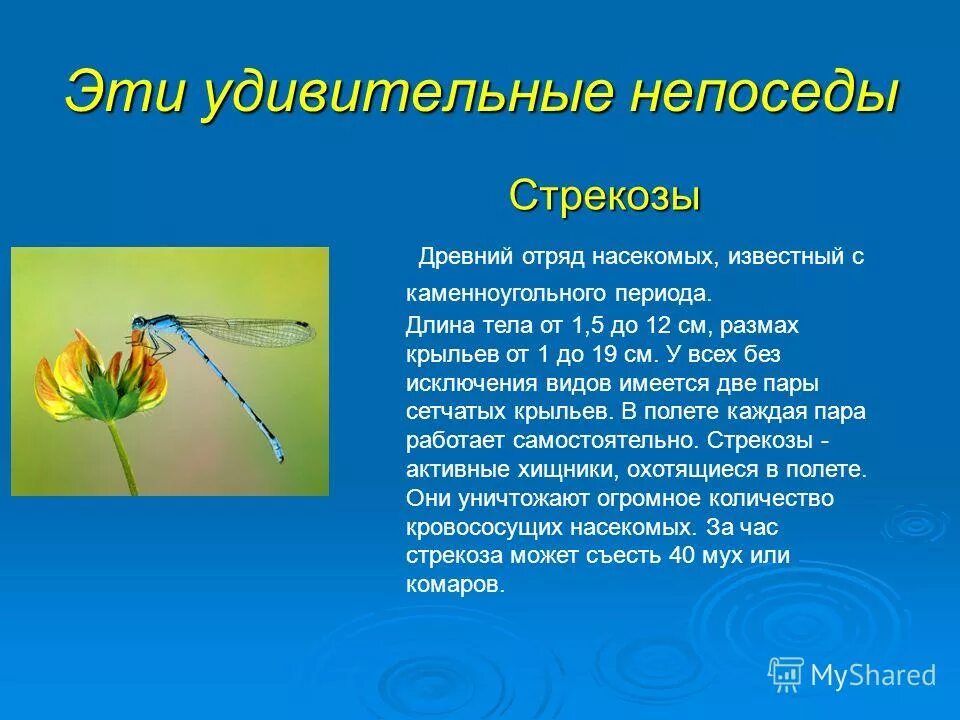 какая масса стрекозы. вес стрекозы. какая масса стрекозы. масса стрекозы. доклад про стрекозу.
