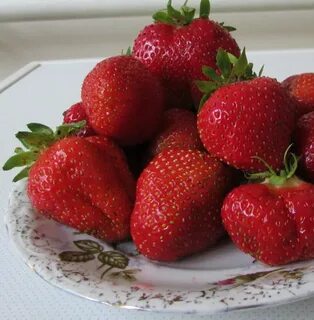 Полька клубника описание отзывы