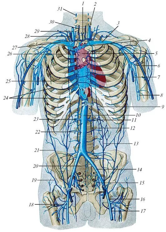 Нижняя полая вена в какой полости. Верхняя полая Вена анатомия топография. Верхняя полая Вена непарная Вена. Вены анатомия верхняя полая Вена. Верхняя и нижняя полая Вена анатомия.