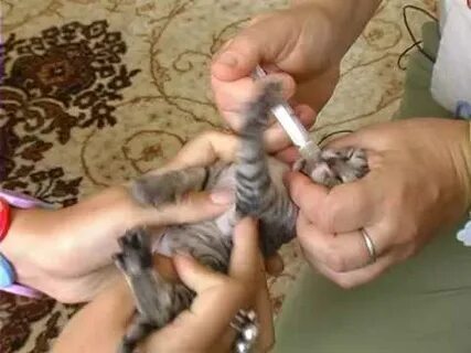 Нужны ли коту прививки