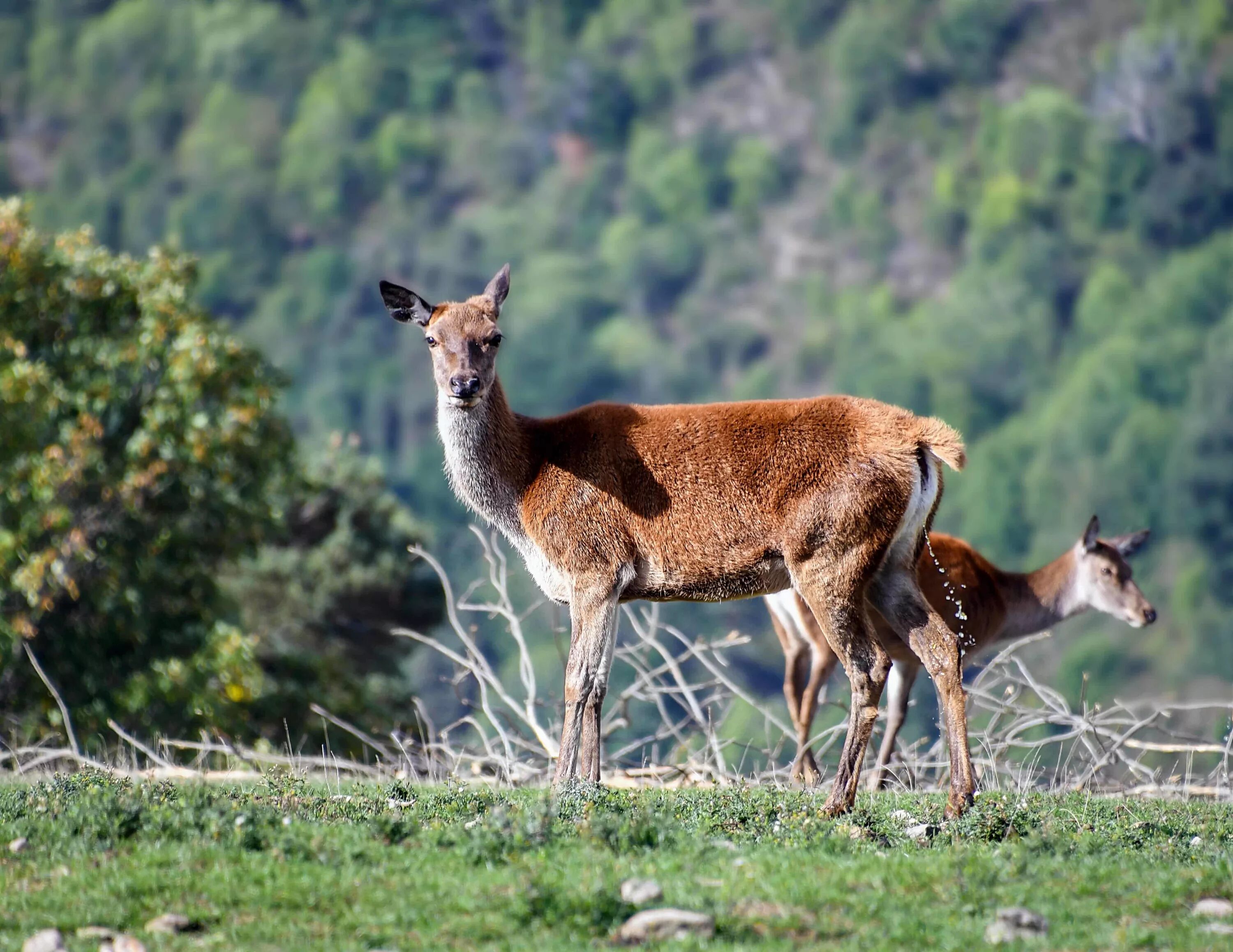 Nature is wild. Животный мир. Животный мир Казахстана. Животный мир Италии. Дикая природа.