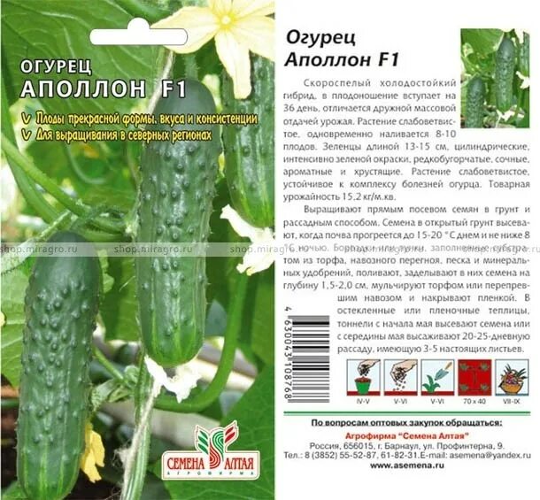 семена алтая где находится. семена алтая- карелина. агрофирма семена алтая. семена морковь ярославна 2гр. семена алтая.