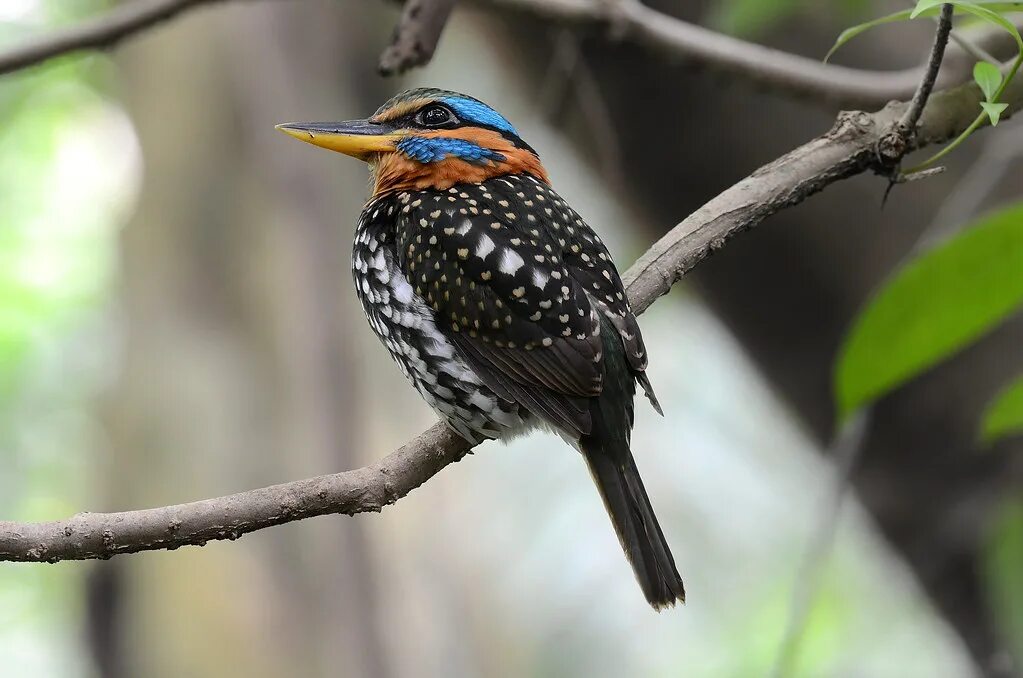 Pin on Birds I have seen