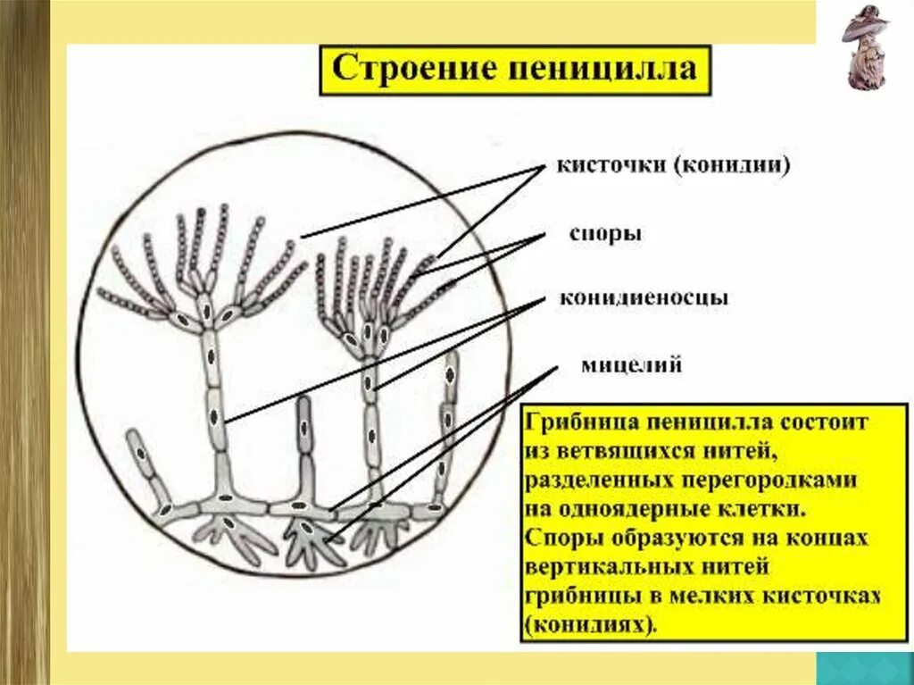 Обнаружены споры и мицелий. Пеницилл клеточное строение. Гриб пеницилл строение. Строение мицелия пеницилла. Строение пеницилла 5 класс.