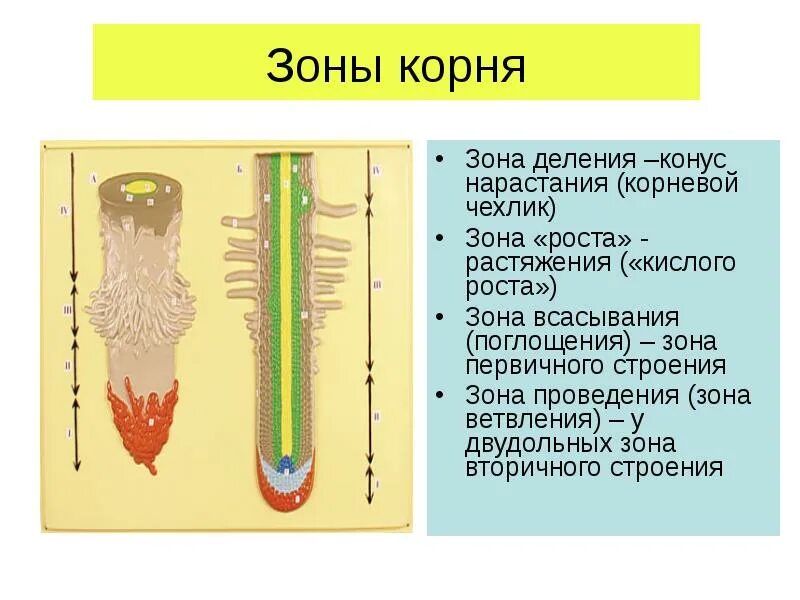 Зона нарастания