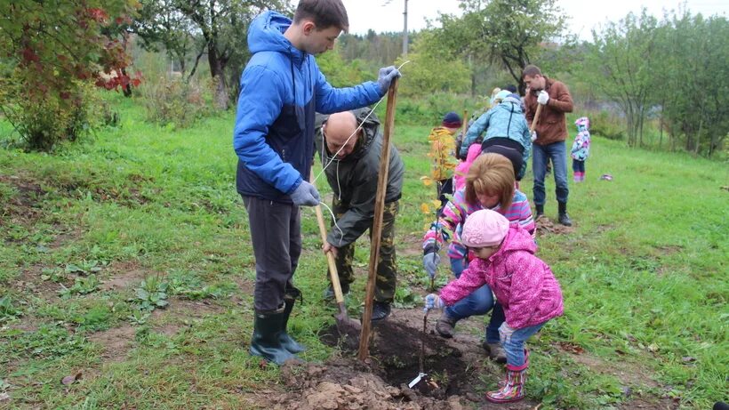 Семьи посадили деревья. Дети сажают деревья. Сажать деревья. Высаженные деревья. Посадка деревьев в лесу.