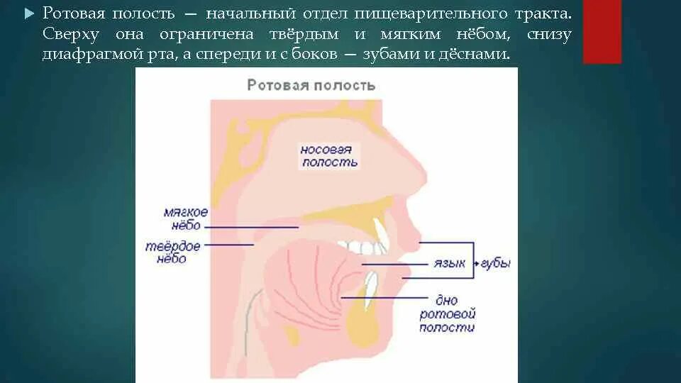 Строение пищеварение в ротовой полости. Пищеварительный тракт ротовая полость. Схема пищеварения в ротовой полости.