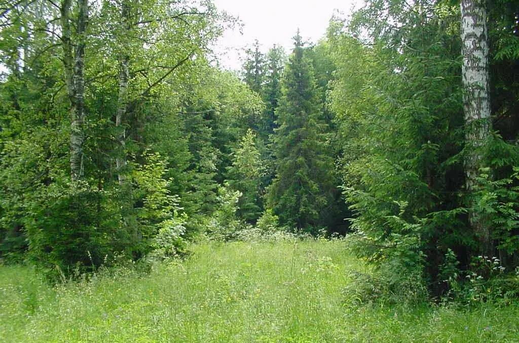 Хвойно мелколиственные. Смешанный лес. Смешанный лес Московской области. Смешанные леса России. Смешанный лес летом.