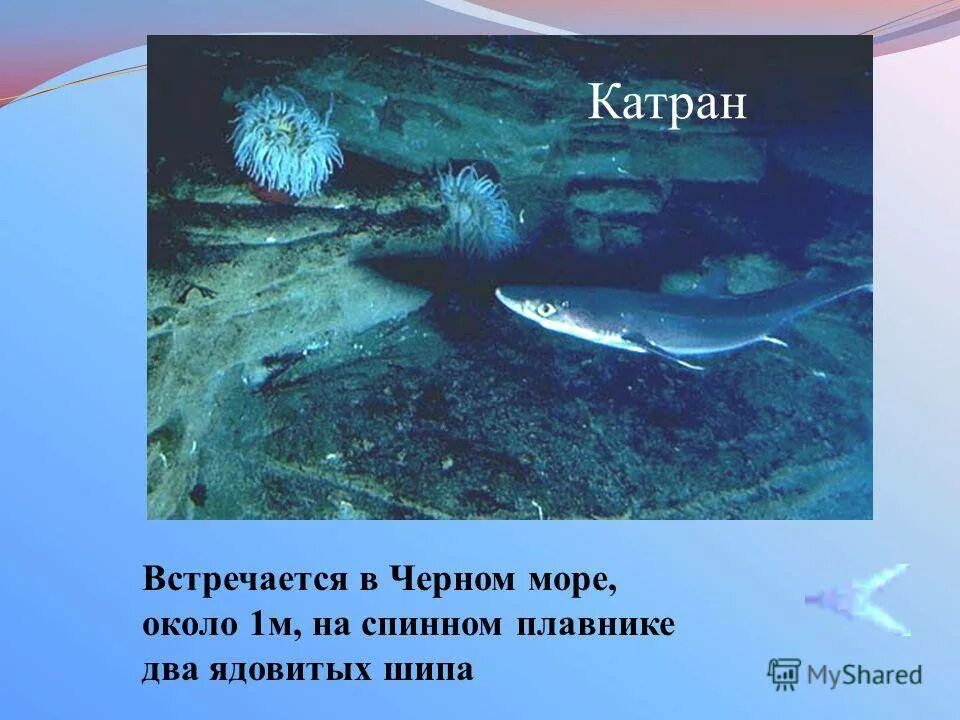 Катран акула черного моря размеры. Катран акула черного моря. Слова катран. Катран черноморский. Слова катран.