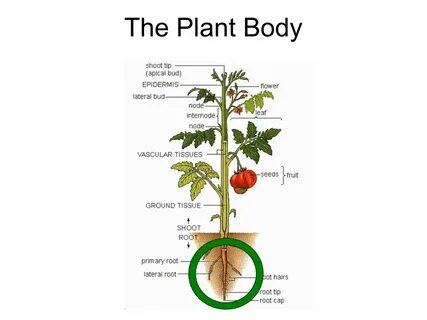 Plant body
