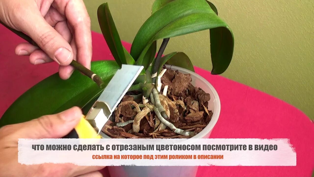Как удалить отцветший