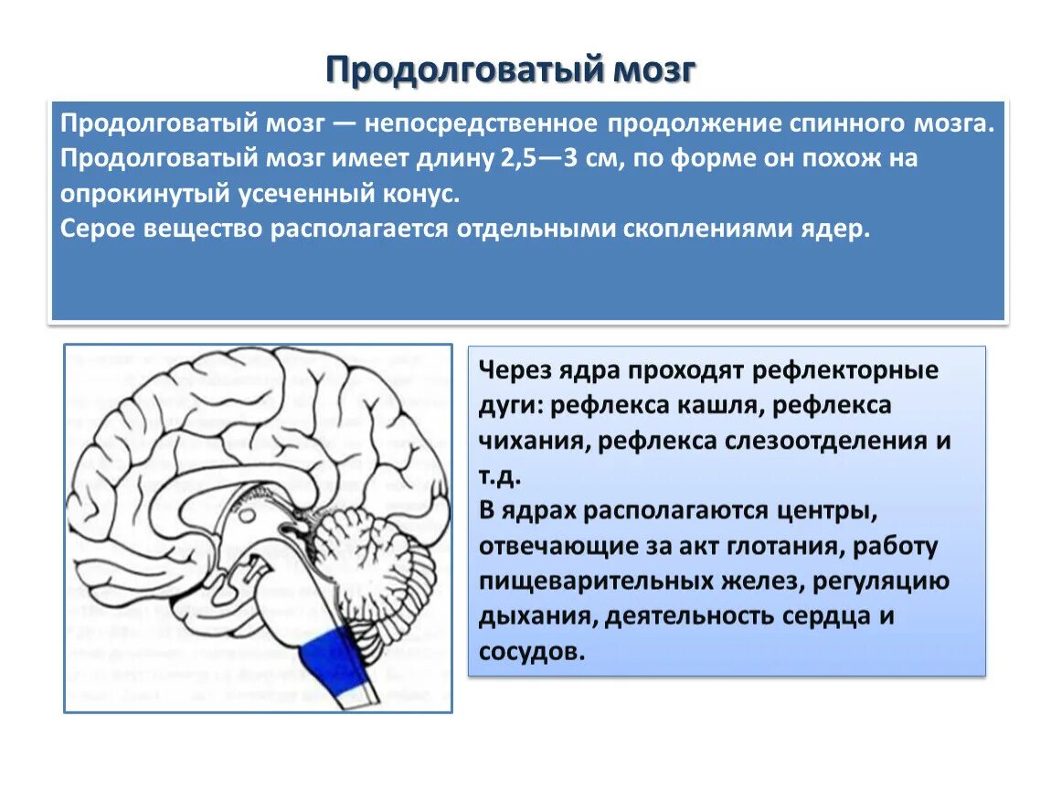 Продолговатый мозг строение и функции. Медиобазальном отделе продолговатого мозга расположены:. АМПП продолговатый мозг. Структура продолговатого мозга человека. Функции продолговатого мозга 8 класс биология