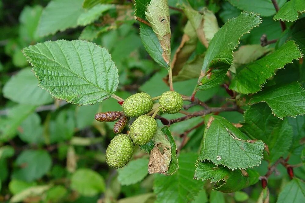 Ольха серая Alnus incana. Ольха черная (Alnus glutinosa). Ольха серая Alnus incana дерево. Ольха серая шишки.