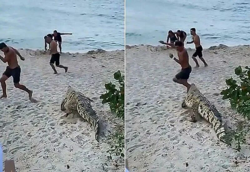 Крокодил на пляже. Человек убегает от крокодила. Бегущий крокодил. Крокодил на берегу.