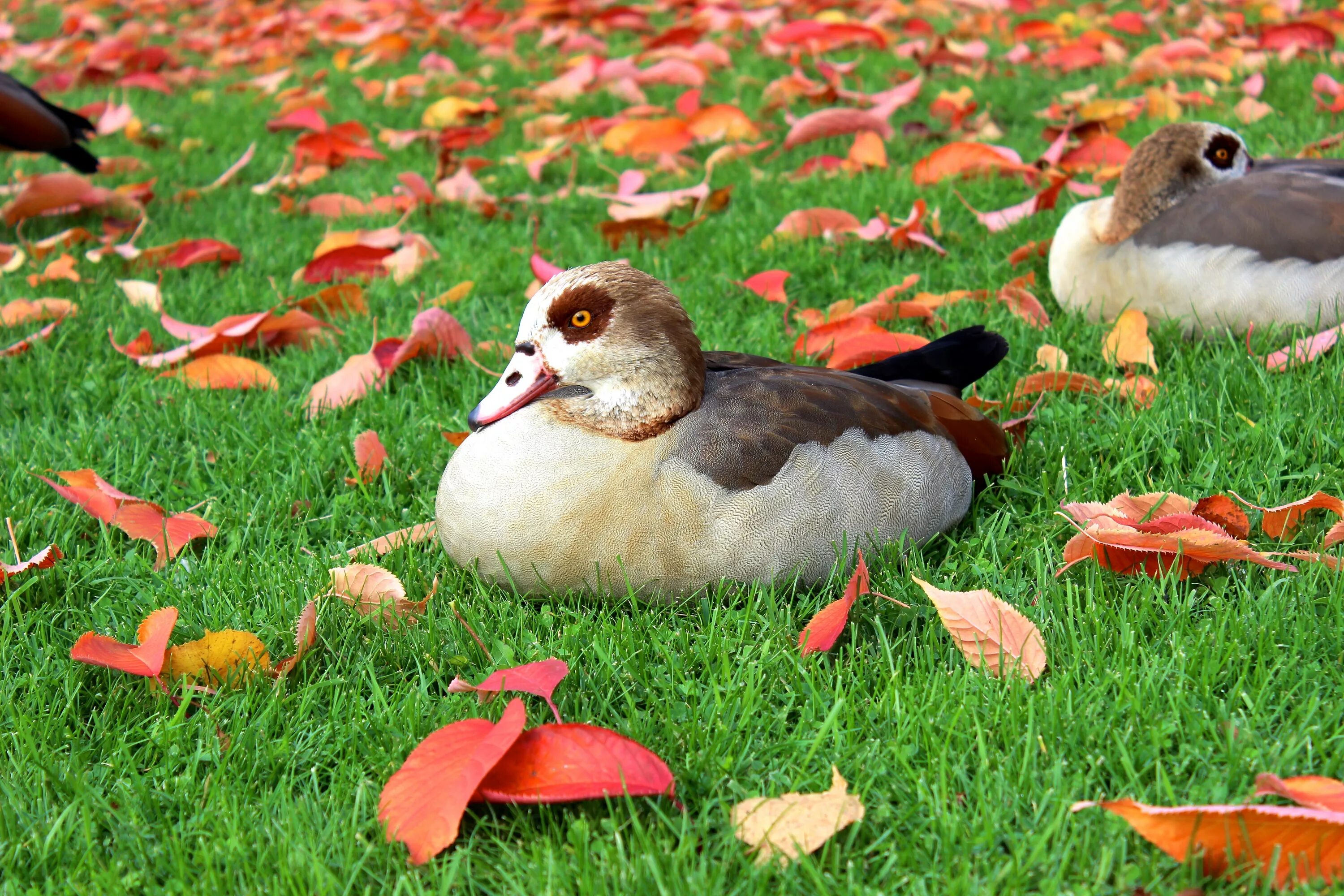 Fall bird. Природа птицы. Утки в природе. Звери, птицы. Осенние птицы.