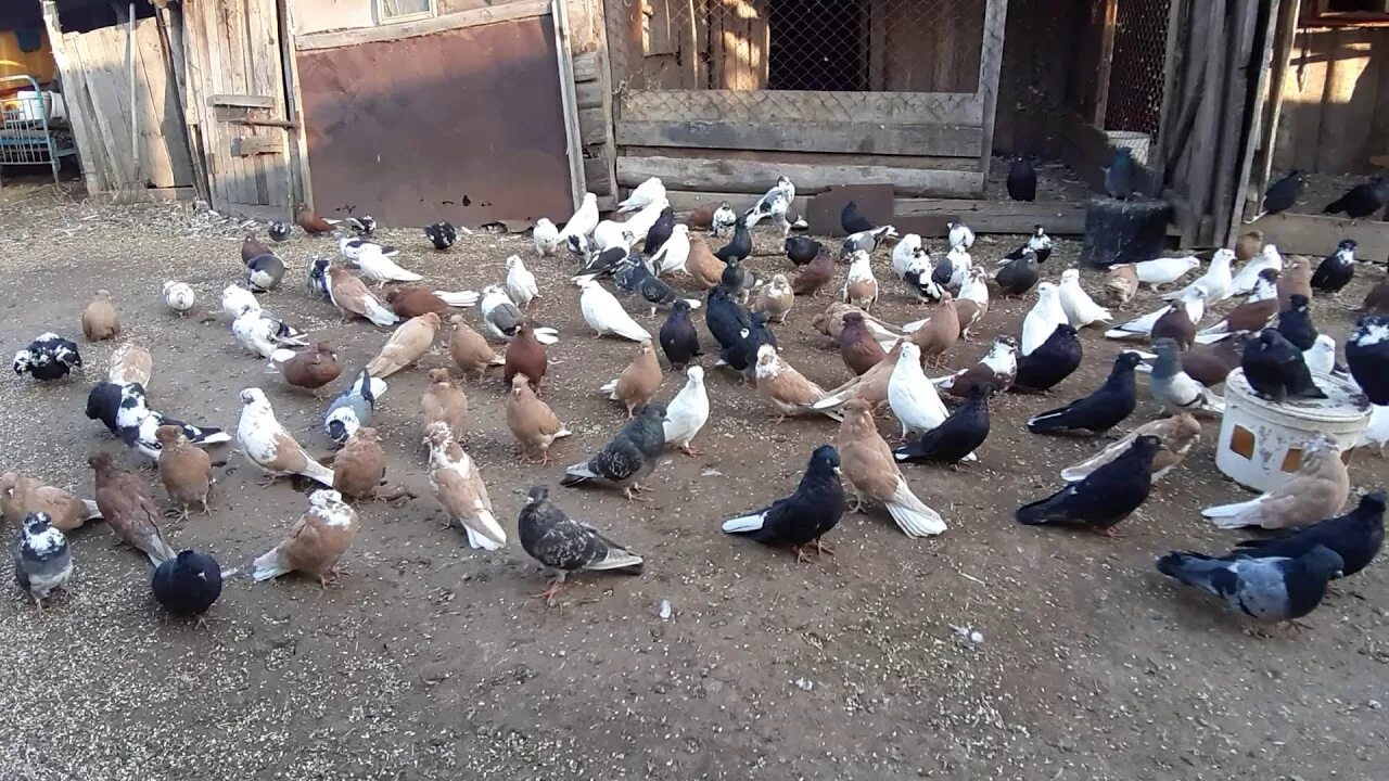 Чубатых голубей