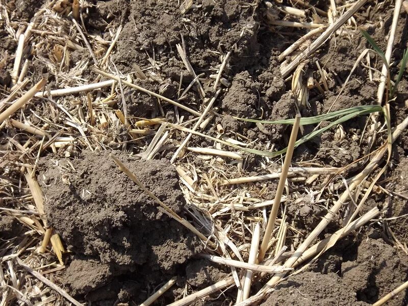 компостирование органических отходов процесс. биологические остатки перегнивают под воздействием. торф низинный. гумус почвы. компостирование мульчирование.