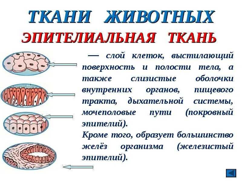 4 группы тканей животных. Ткани животных. Ткани животных и человека. Покровная ткань выстилает внутренние органы.