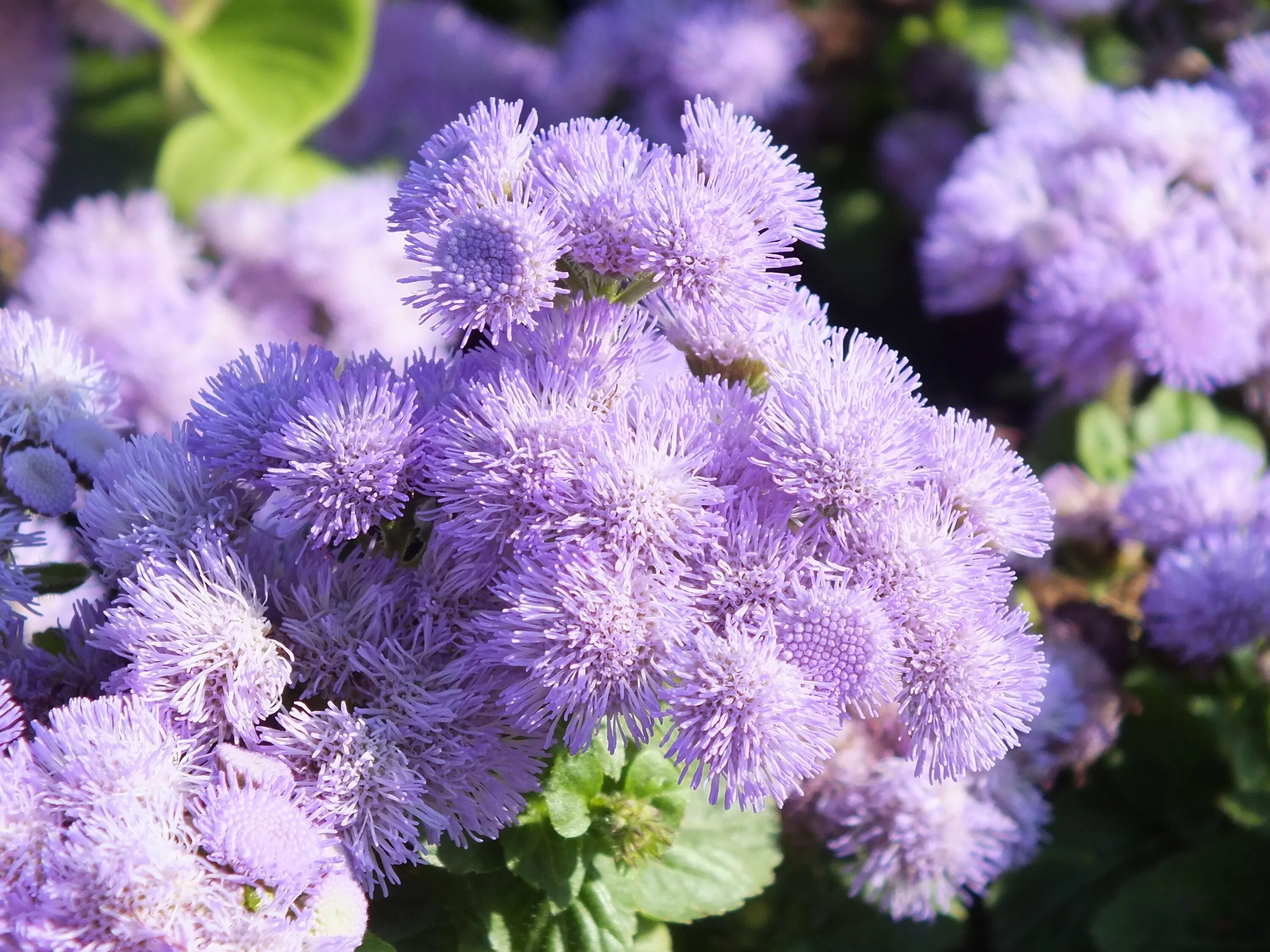 Агератум Хоустона. Агератум Хоустона (Ageratum houstonianum). Агератум Хоустона голубой.