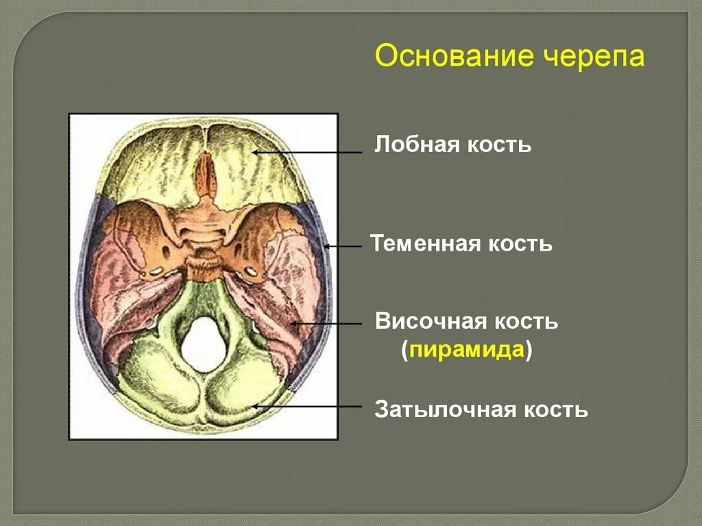 Турецкие седло кость. Основание черепа анатомия решетчатая кость. Решетчатая кость черепа анатомия строение. Отделы внутреннего основания черепа. Кость черепа турецкое седло.