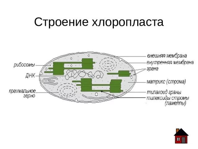 Признаками хлоропластов являются. Пластиды строение и функции. Структуры хлоропласта и их функции. Особенности строения хлоропластов. Хлоропласты строение и функции.