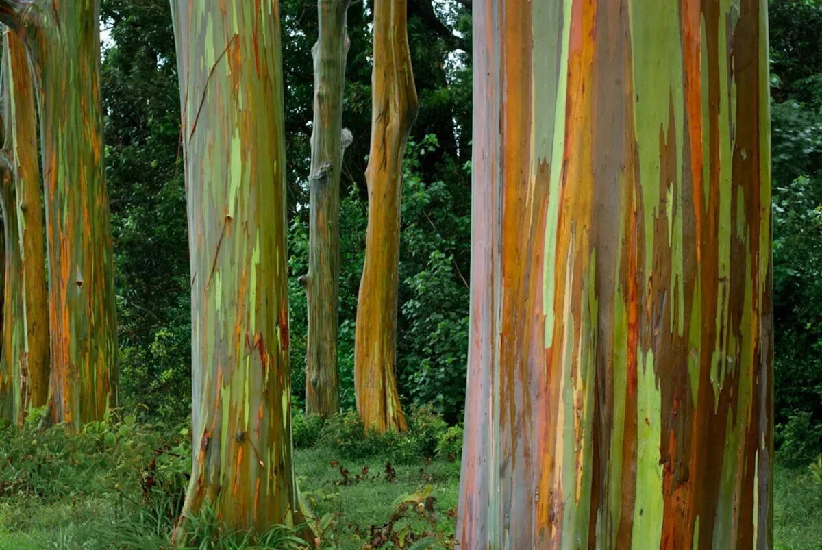 Радужный эвкалипт (eucalyptus deglupta. Радужный эвкалипт филиппины. Радужный эвкалипт древесина. Эвкалипт древесина. Нефтяное дерево ханга.