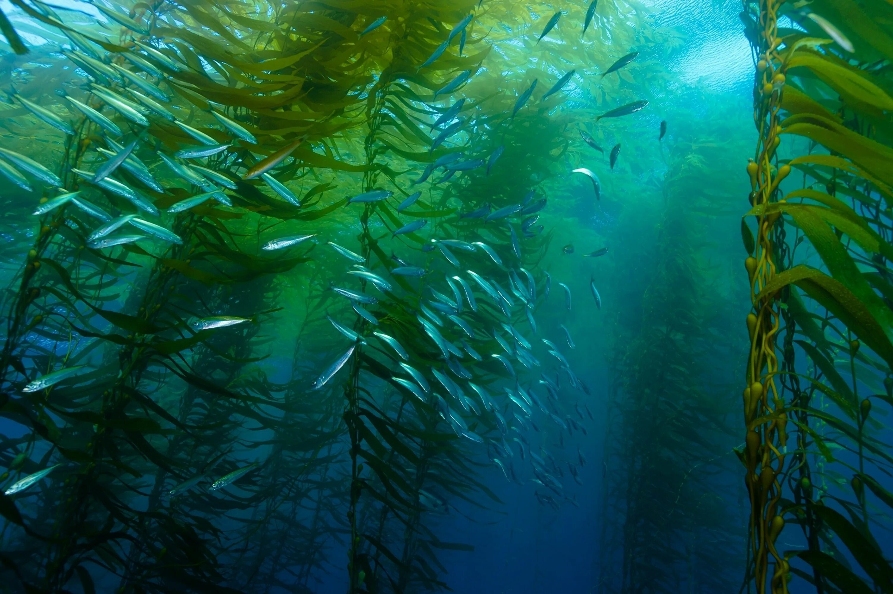 Ламинария в холодных морях. Келп ламинария. Ламинария Kelp. Келп водоросли. Ламинария Ангустата.