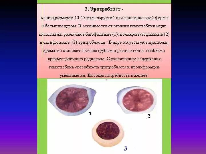 Цитоплазма эритробластов