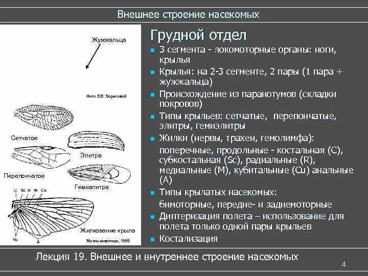 Оборудования для исследования строения крыла бабочки. Схема жилкования крыла насекомого. Типы жилкования крыльев насекомых. Строение крыла насекомых. Строение и типы крыльев насекомых.