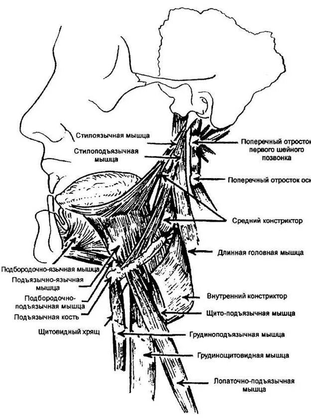 Подъязычный бугорок. Мышцы прикрепляющиеся к подъязычной кости. подбородочно подъязычная мышца. анатомия подъязычной кости. подъязычный узел анатомия.