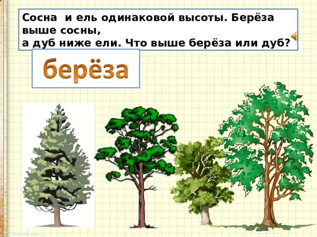 Сосна выше березы. Ель сосна береза. Сосна или береза. Высота сосны. Ель хвойное дуб