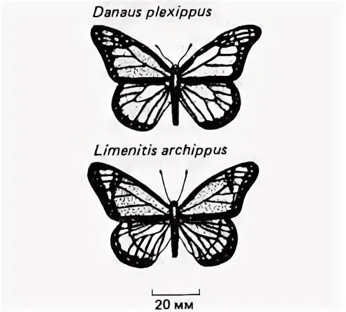 Бабочка Limenitis archippus. Бабочка ленточник Тополевый рисунок для детей карандашом. Limenitis archippus. Чем питаются Limenitis archippus.