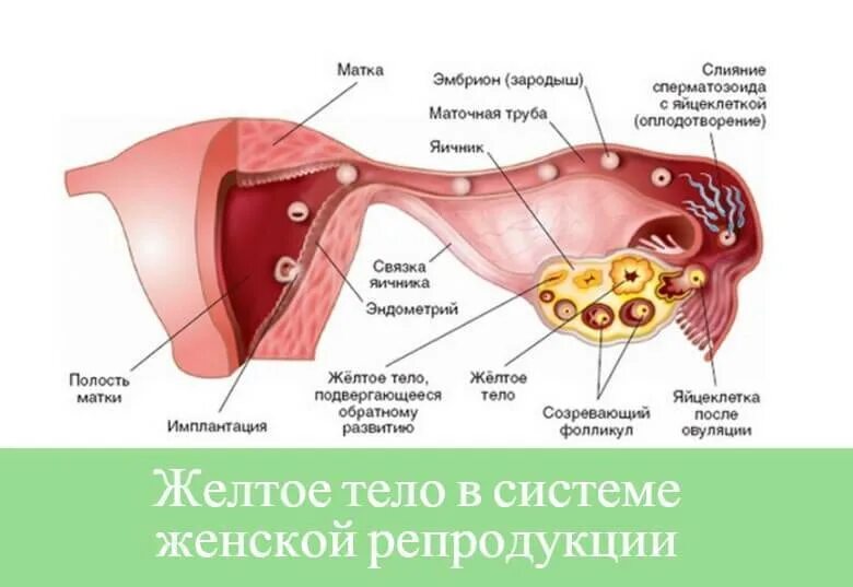 Желтое тело что это значит простыми словами. Стадии формирования желтого тела. Жёлтое оплодотворение тело.